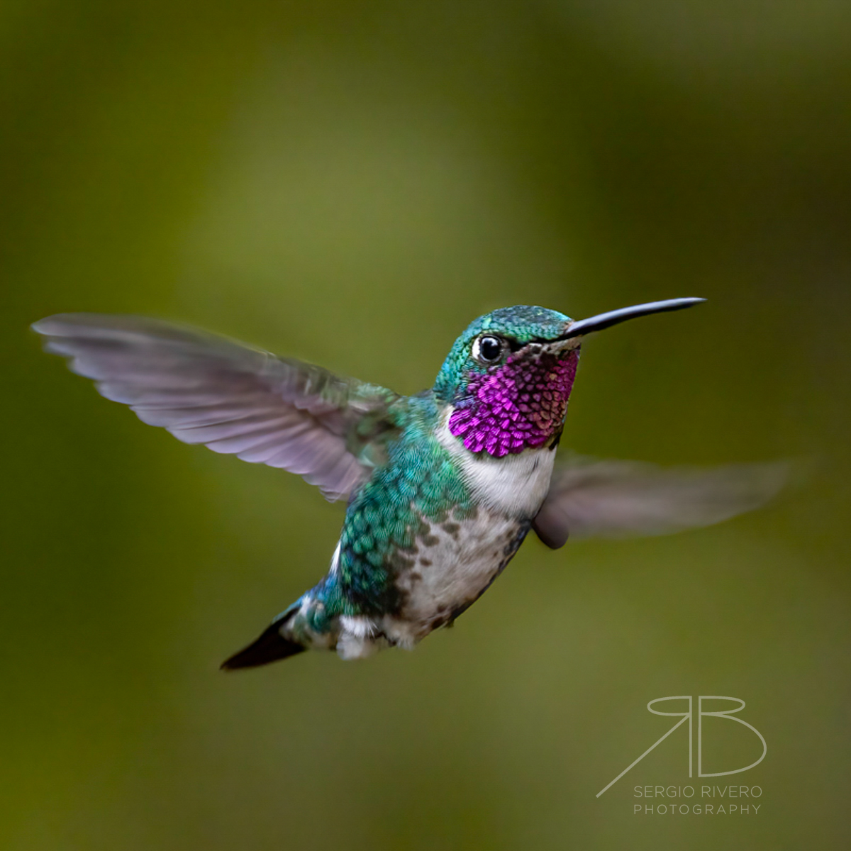 N-White-bellied Woodstar