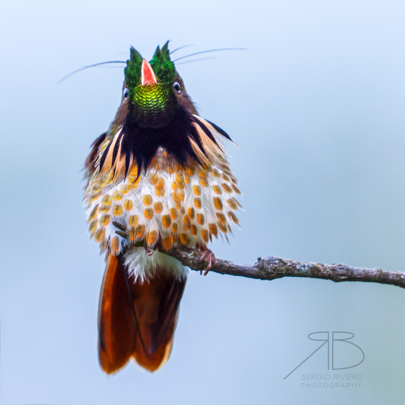 P-Black-crested Coquette