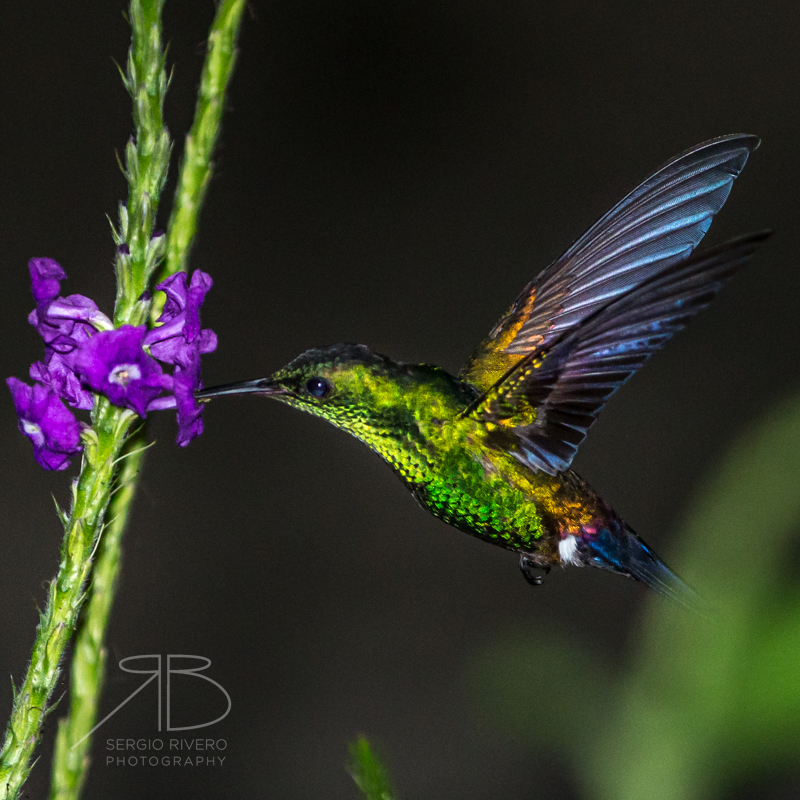 Steely-vented Hummingbird