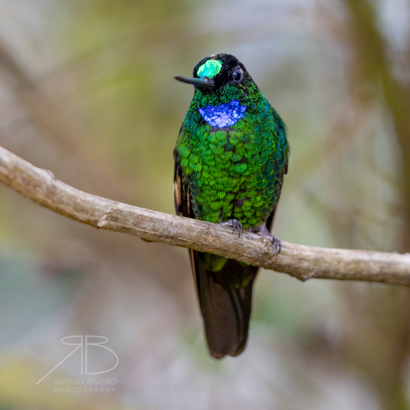 P-Buff-winged Starfrontlet