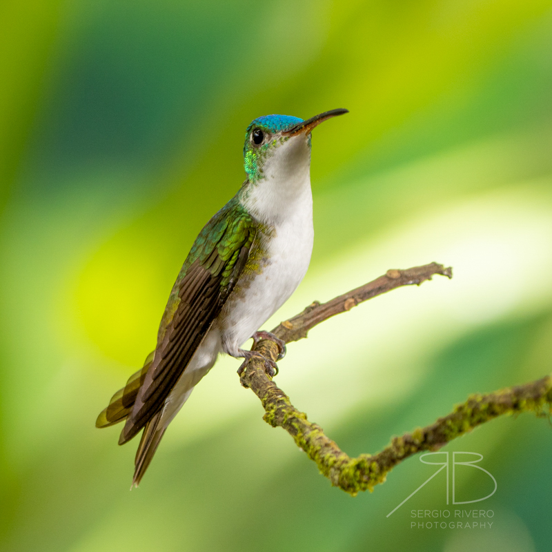 P-Andean Emerald