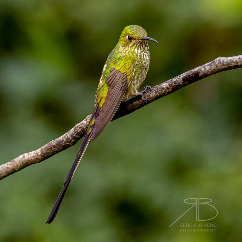 P-Black -tailed Trainbearer