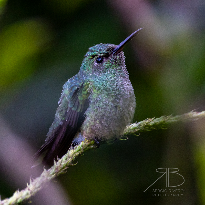 P-Blue-chested Hummingbird