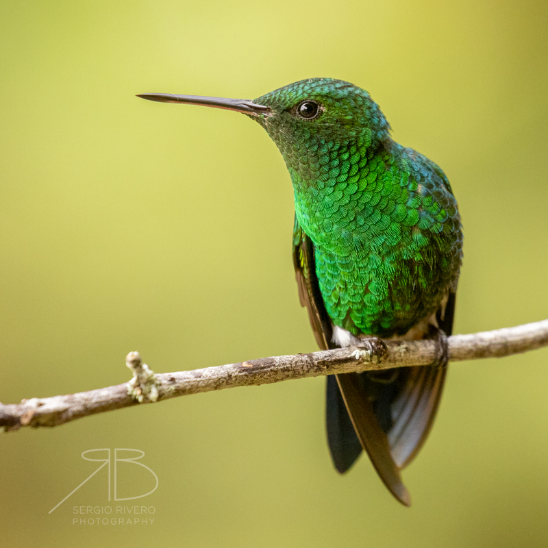 P-Blue-vented Hummingbird