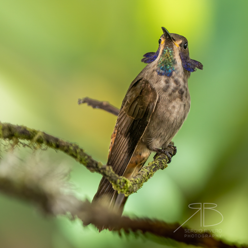 P-Brown Violetear