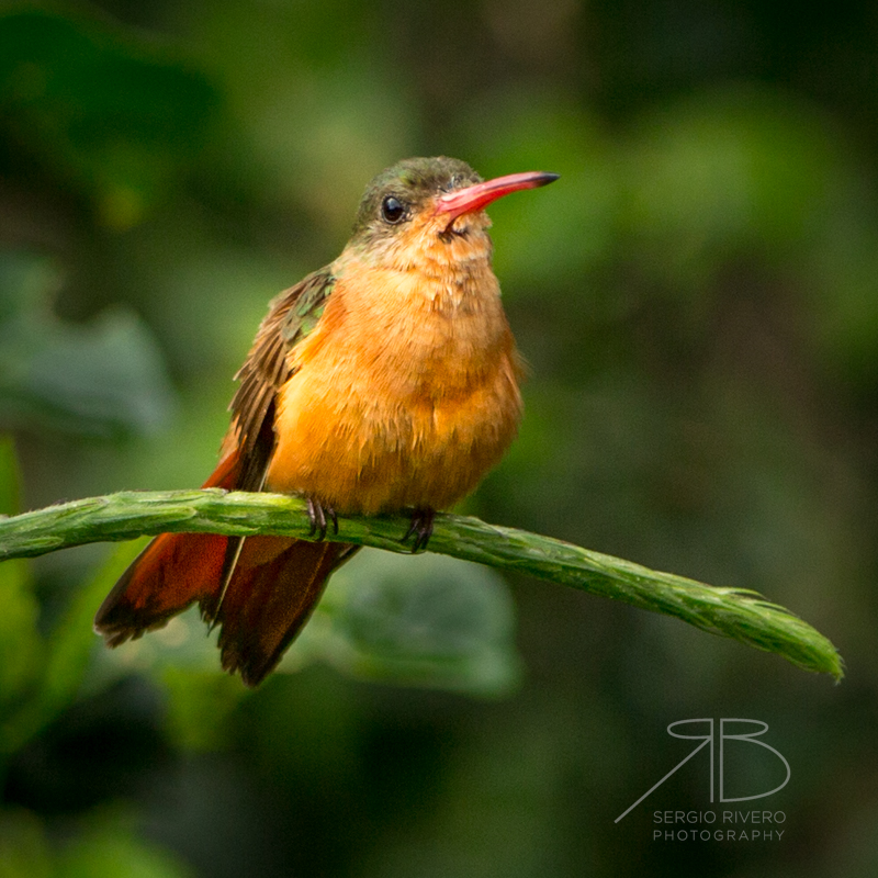 P-Cinnamon Hummingbird