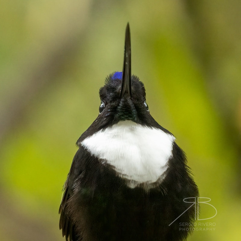 P-Collared Inca