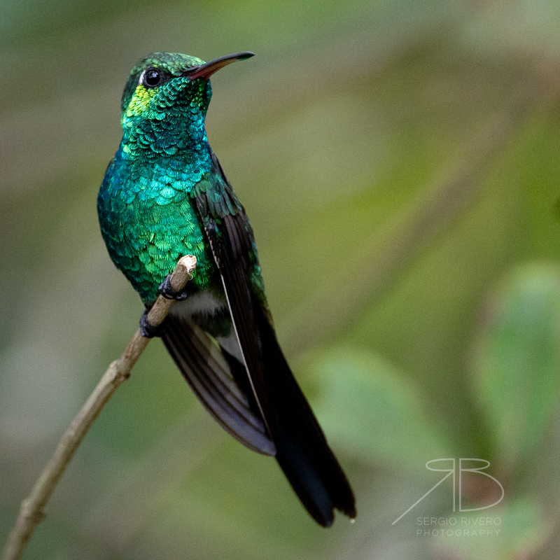 P-Cuban Emerald