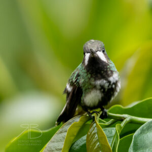 P-Green Thorntail