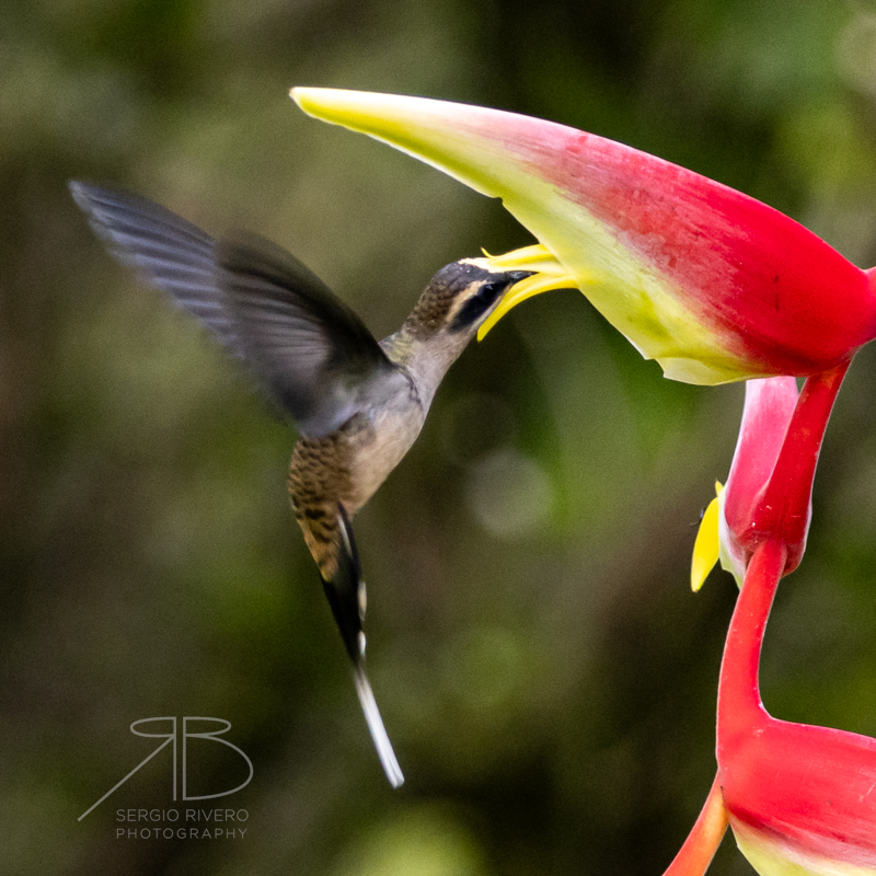 P-Long-billed Hermit