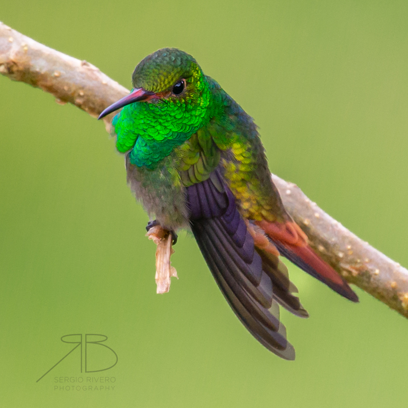 P-Rufous-tailed Hummingbird