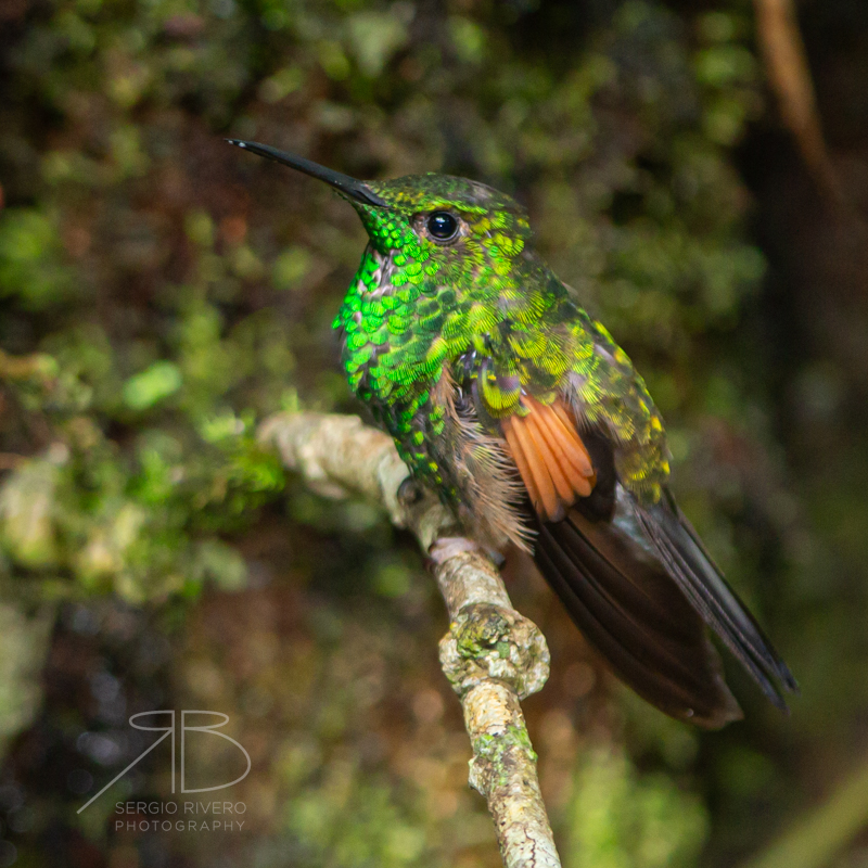 P-Stripe-tailed Hummingbird