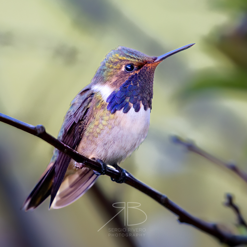 P-Volcano Hummingbird