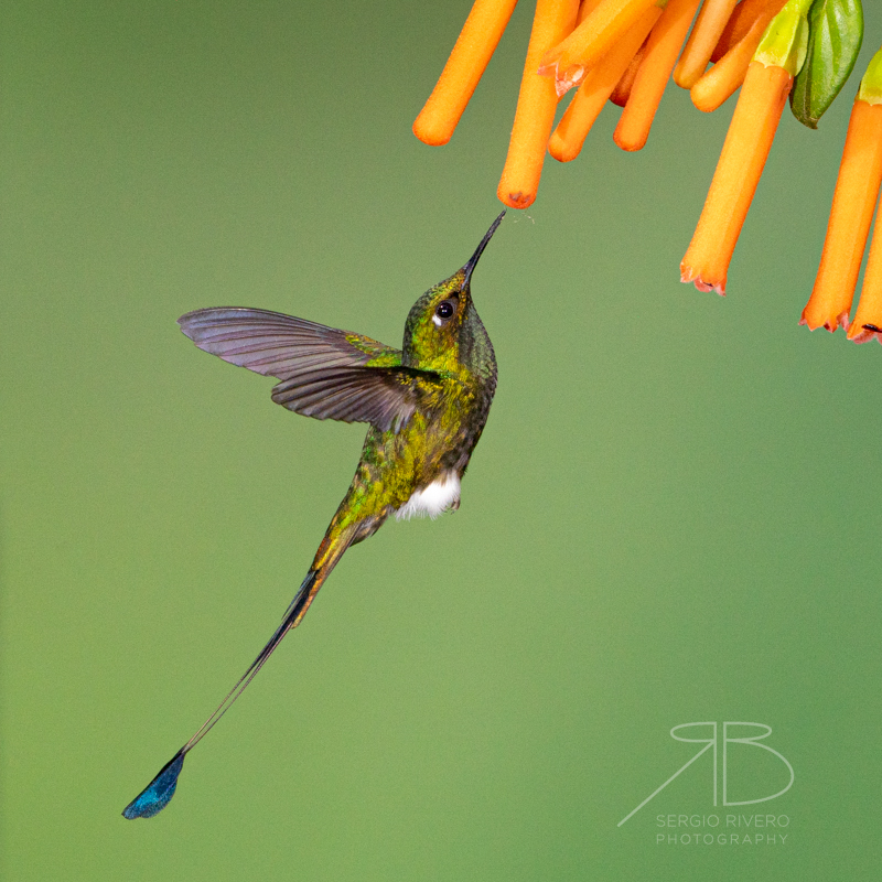 P-White Booted Racket-tail