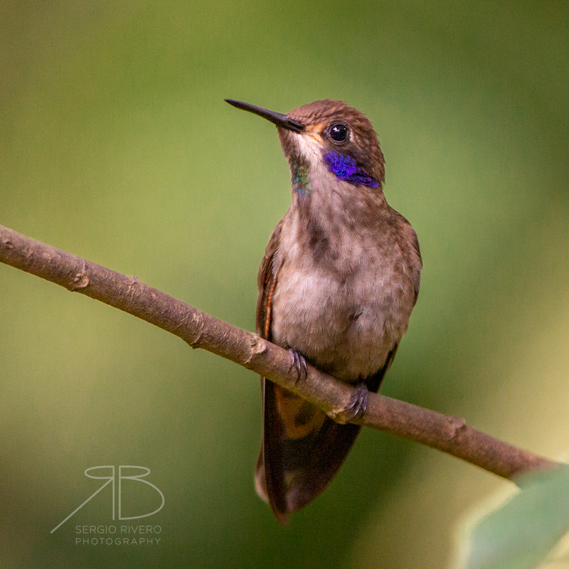 P.Brown Violetear