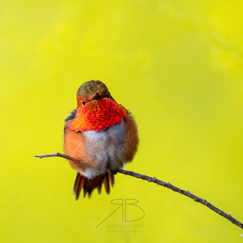 P-Allen's Hummingb