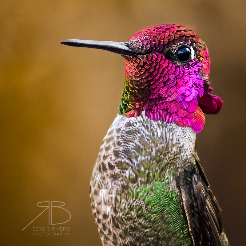 P-Anna's Hummingbird