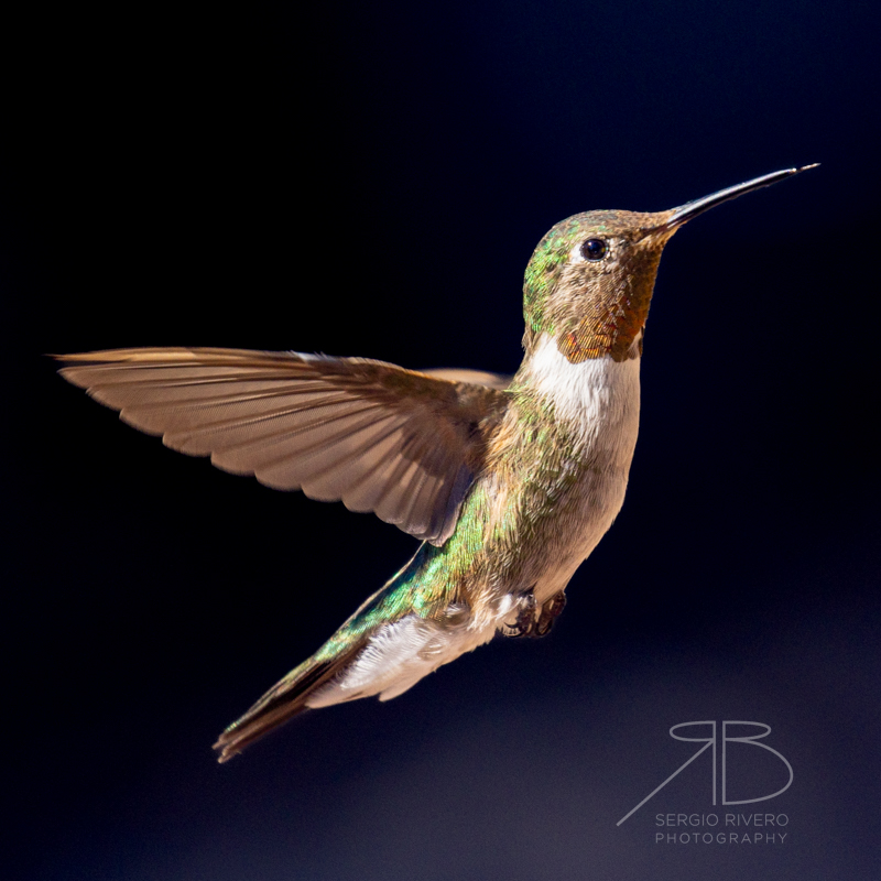 P-Broad-tailed Hummingbird