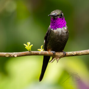 P-Purple-throated Woodstar