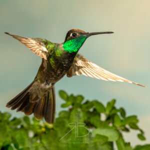 P-Rivoli's Hummingbird