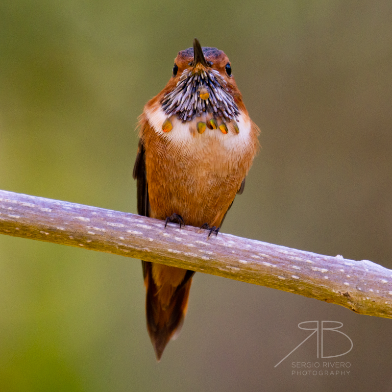 P-Rufous Hummingbird