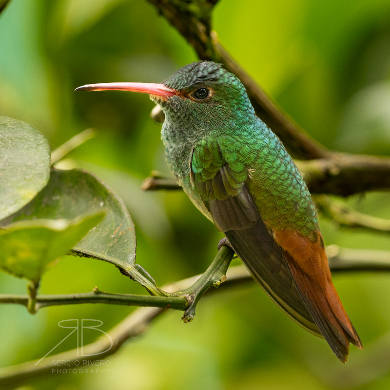 P-Rufous-tailed Hummingbird