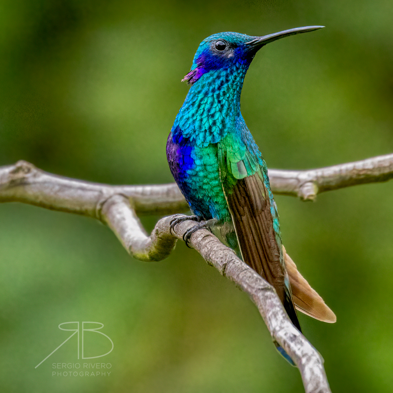 P-Sparkling Violetear