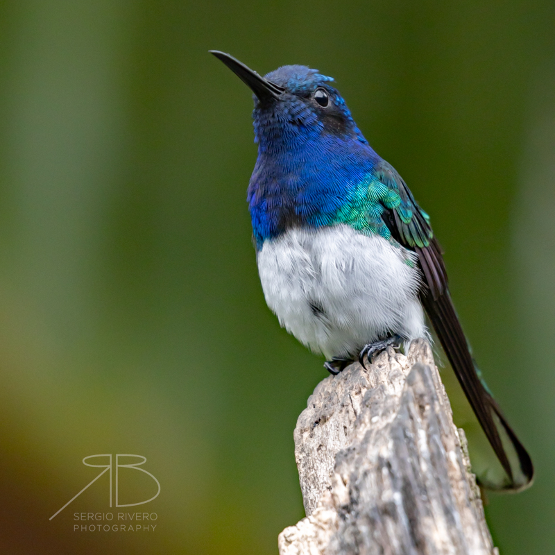 P-White-necked Jacobin