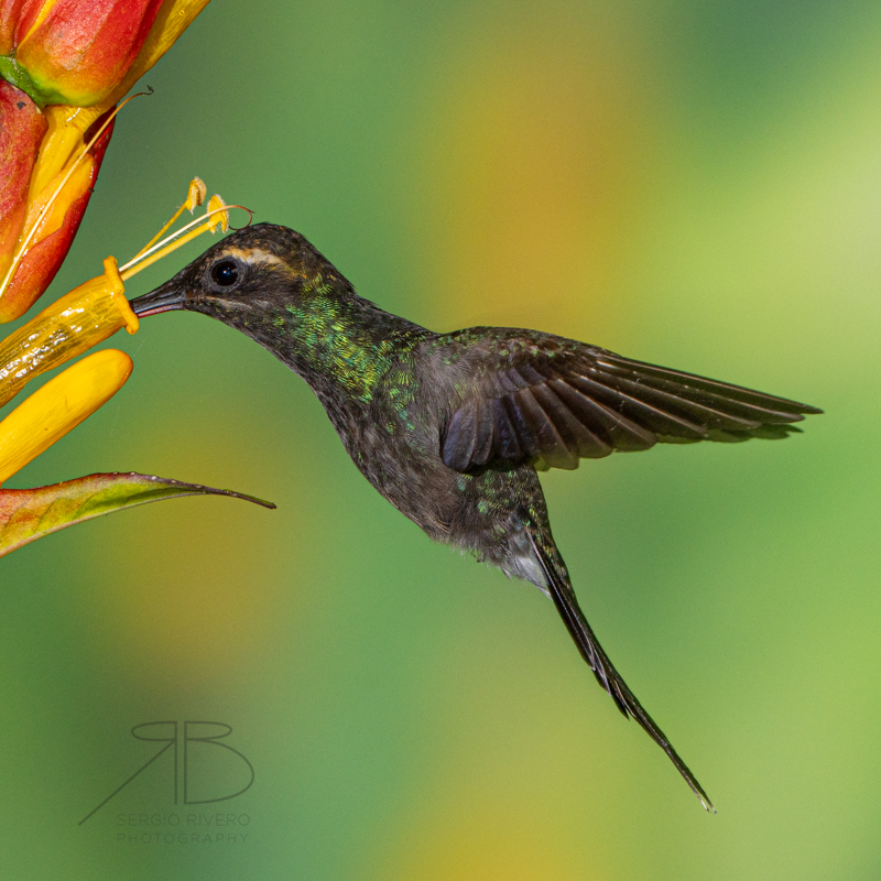 P-White-whiskered Hermit