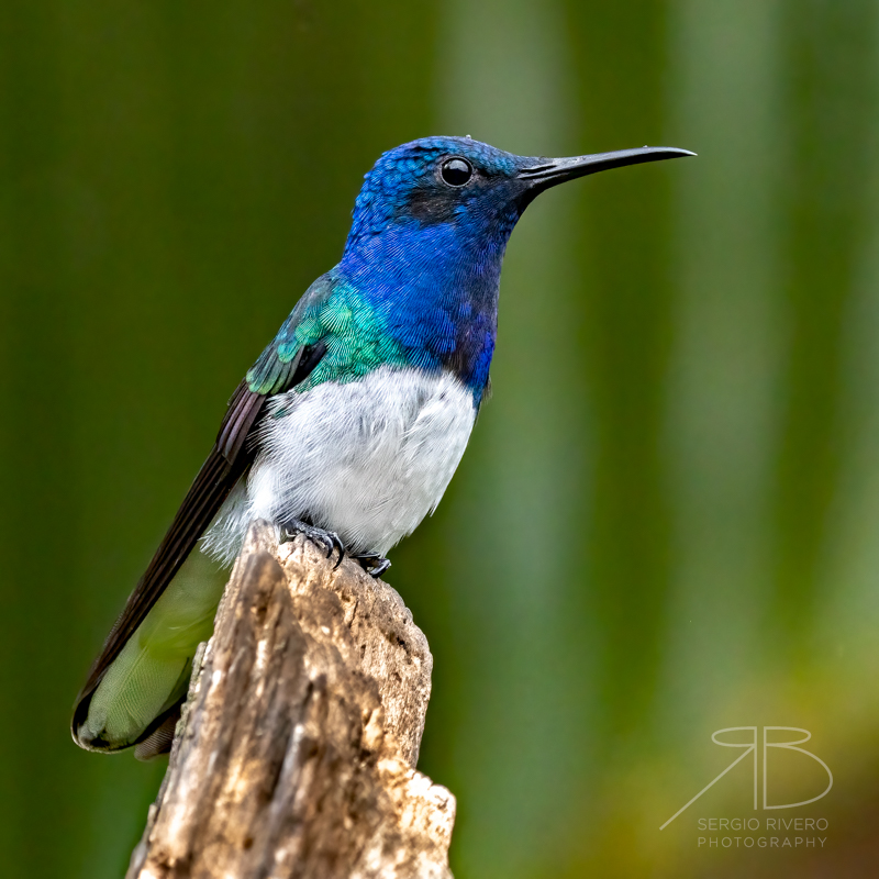 1. P-White-necked Jacobin2