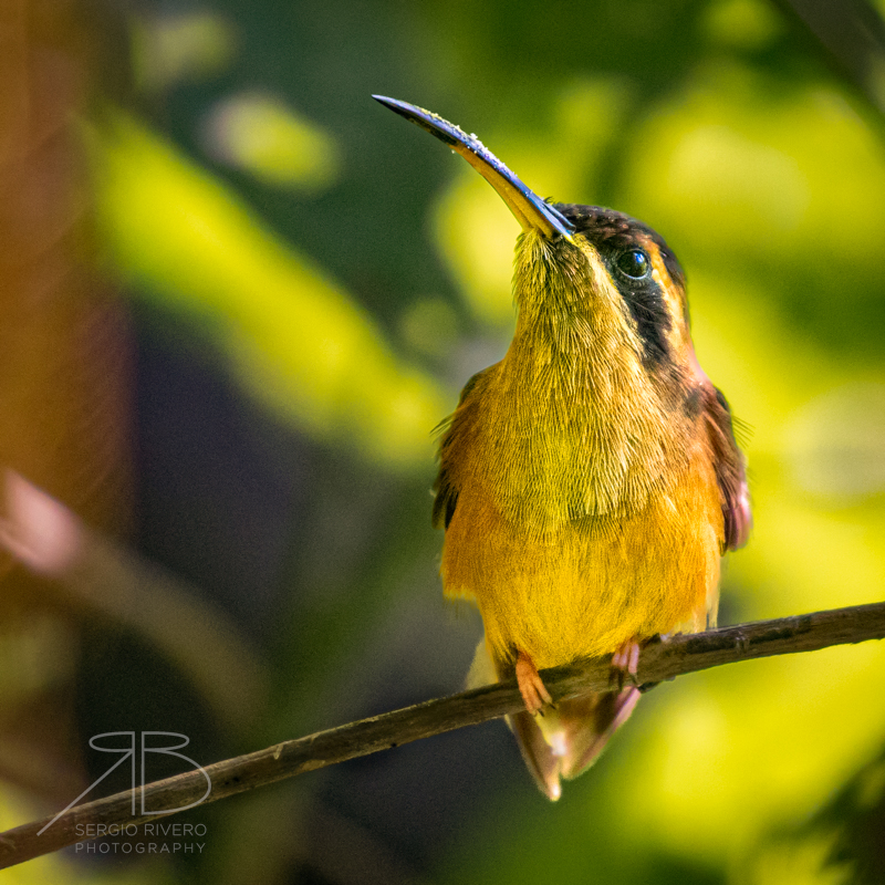 4. P Stripe-throated Hermit