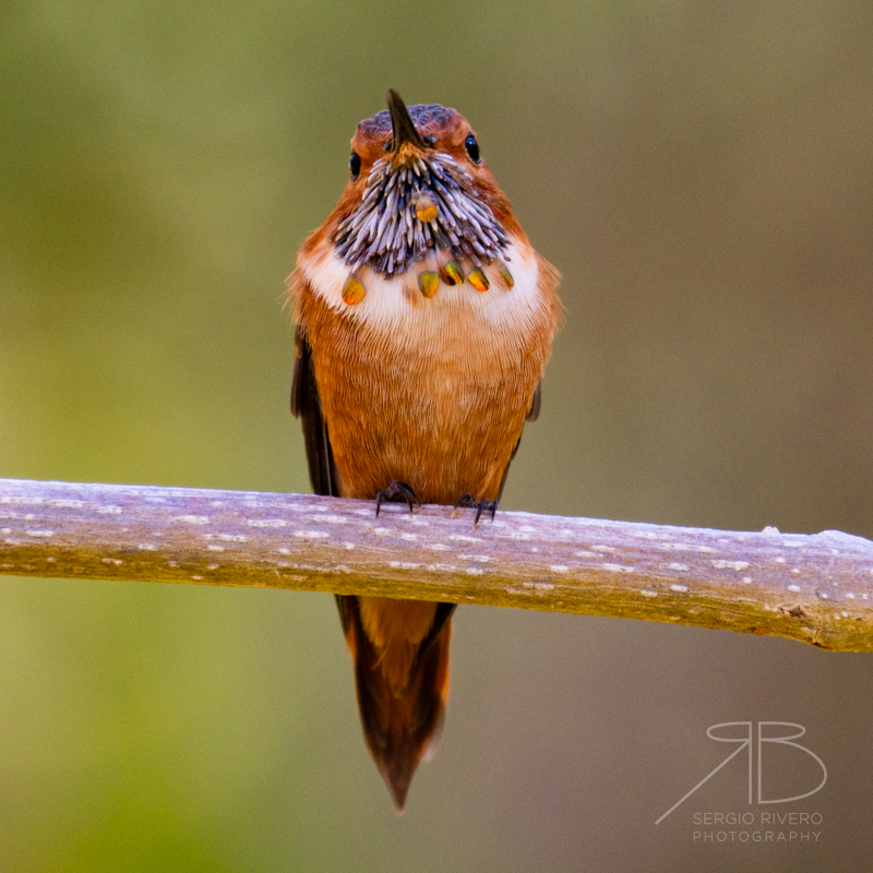 P 29. Rufous Hummingbird