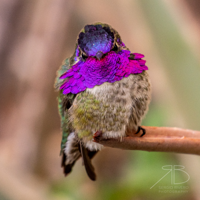 25. Costa's Hummingbird