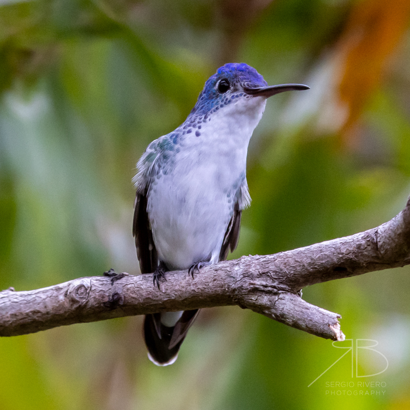 Andean Emerald-peru