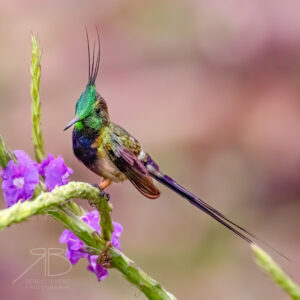 Wire-crested Thorntail