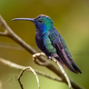 Black-throated Mango-peru