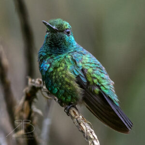 Blue-tailed Emerald-peru