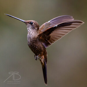 Bronzy Inca-peru