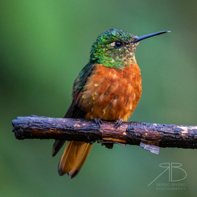 Chestnut-breasted Coronet-peru