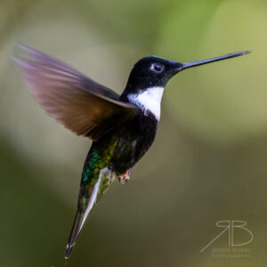 Collared Inca-Peru