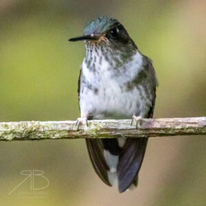 Ecuadorian Piedtail-peru