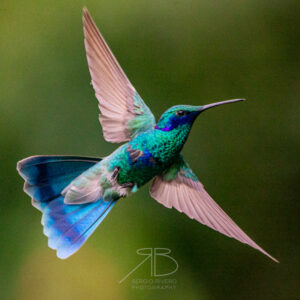 Sparkling Violetear-peru