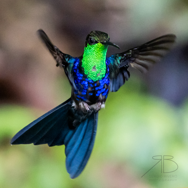 Fork-tailed Woodnymph-peru