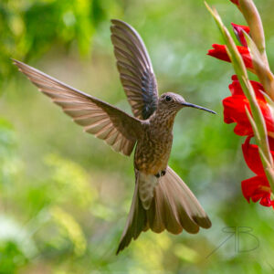 Giant Hummingbird.peru