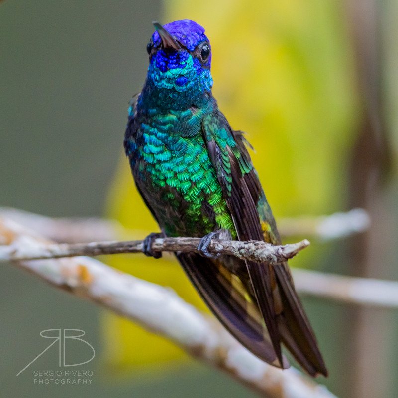 Golden-tailed Sapphire-peru