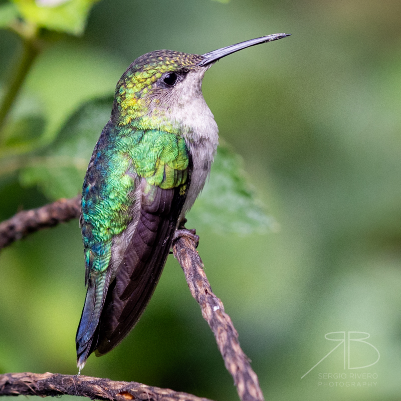 Gray-breasted Sabrewing-peru