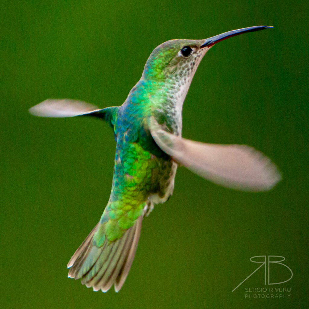 Green-and-white Hummingbird-peru2