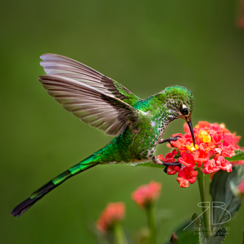 Green-tailed Trainbearer-peru