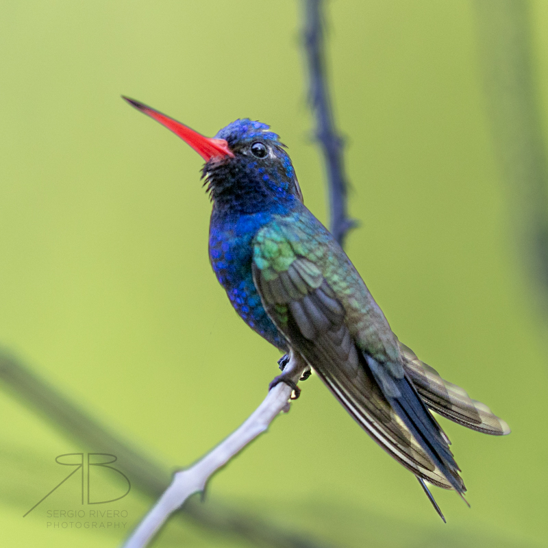 P 38-Turquoise-crowned Hummingbird