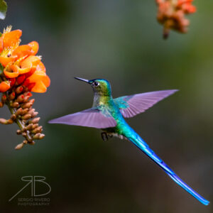 Long-tailed Sylph-peru